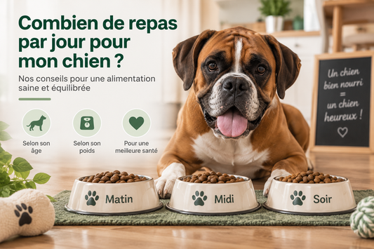 Combien de repas par jour pour un chien adulte ?