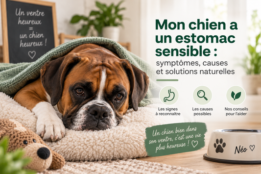 Chien à l’estomac sensible : repas et bons réflexes