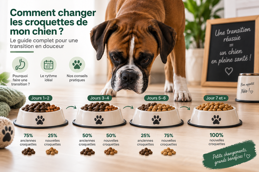 Changer les croquettes de son chien : la transition en 7 jours