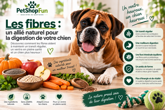 Fibres pour chien : quel rôle pour sa digestion ?