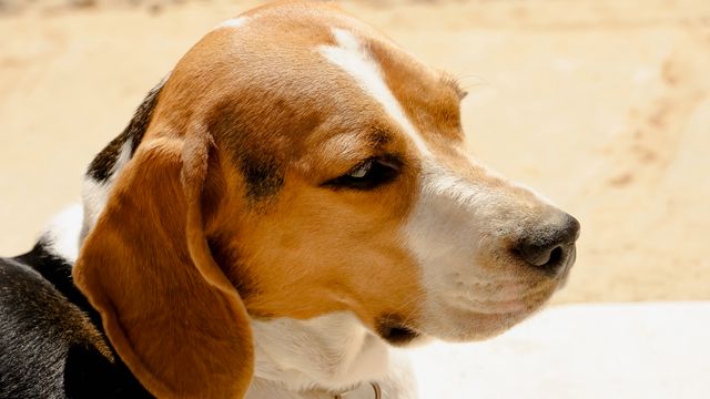 files/beagle.jpg